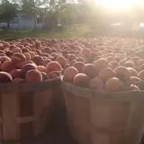Sanger Farms photo