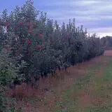 Sanger Farms photo