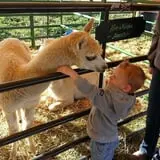 Linder Farms Pumpkin Patch, Corn Maze, Hay Rides photo