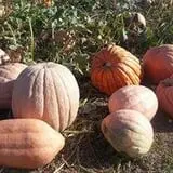 Linder Farms Pumpkin Patch, Corn Maze, Hay Rides photo