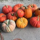 Hunter's Pumpkin Farm photo
