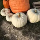 Hunter's Pumpkin Farm photo