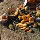 Hunter's Pumpkin Farm photo
