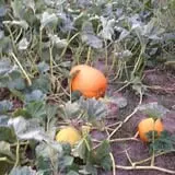 Hunter's Pumpkin Farm photo