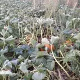 Hunter's Pumpkin Farm photo