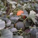 Hunter's Pumpkin Farm photo