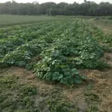 Hunter's Pumpkin Farm photo