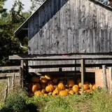 Ben's Pumpkin Patch at Snug Valley Farm photo