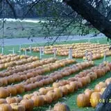 Ben's Pumpkin Patch at Snug Valley Farm photo