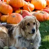 Ben's Pumpkin Patch at Snug Valley Farm photo