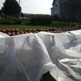 Ben's Pumpkin Patch at Snug Valley Farm photo