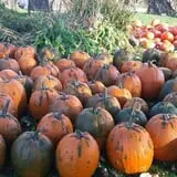 Ben's Pumpkin Patch at Snug Valley Farm photo