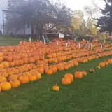 Ben's Pumpkin Patch at Snug Valley Farm photo