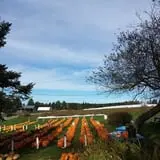 Ben's Pumpkin Patch at Snug Valley Farm photo