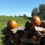 Ben's Pumpkin Patch at Snug Valley Farm photo