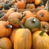 Ben's Pumpkin Patch at Snug Valley Farm photo