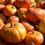 Ben's Pumpkin Patch at Snug Valley Farm photo