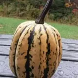 Ben's Pumpkin Patch at Snug Valley Farm photo