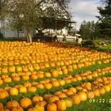 Ben's Pumpkin Patch at Snug Valley Farm photo