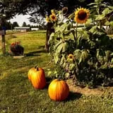 Ben's Pumpkin Patch at Snug Valley Farm photo