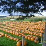 Ben's Pumpkin Patch at Snug Valley Farm photo