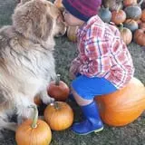 Ben's Pumpkin Patch at Snug Valley Farm photo