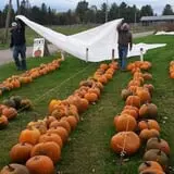 Ben's Pumpkin Patch at Snug Valley Farm photo
