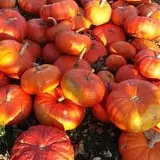 Ben's Pumpkin Patch at Snug Valley Farm photo