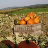 Ben's Pumpkin Patch at Snug Valley Farm photo