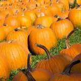 Ben's Pumpkin Patch at Snug Valley Farm photo