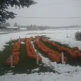 Ben's Pumpkin Patch at Snug Valley Farm photo