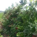 West Wind Farm at Blue Barn Cidery photo