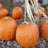 Drazen Orchards photo