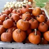 Drazen Orchards photo