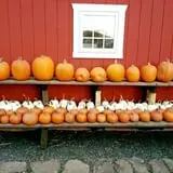 Drazen Orchards photo