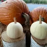 Drazen Orchards photo