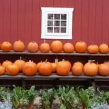 Drazen Orchards photo