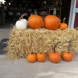 Drazen Orchards photo
