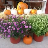 Drazen Orchards photo