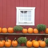 Drazen Orchards photo
