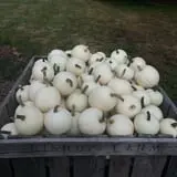 Drazen Orchards photo