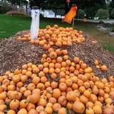 Drazen Orchards photo
