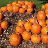 Drazen Orchards photo