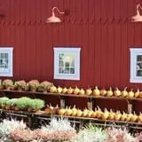 Drazen Orchards photo