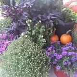 Drazen Orchards photo