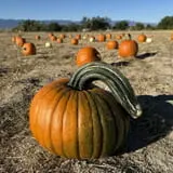 Pumpkins