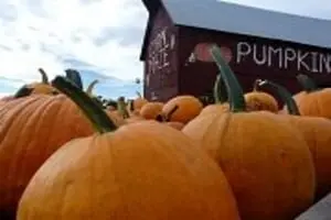 Colville Corn Maze & Pumpkin Patch