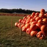 Jones Family Farms photo