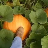 Jones Family Farms photo