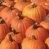 Escobar's Highland Farm Corn Maze photo